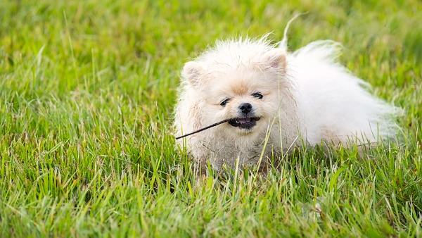 can probiotics help with diarrhea in dogs