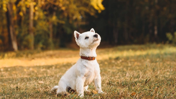 can you give dogs human probiotics