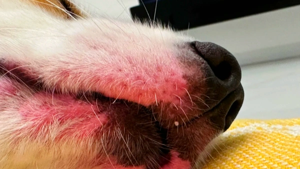 canine allergy shots