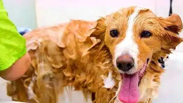canine seborrhea shampoo