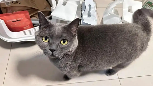 cat asthma treatments