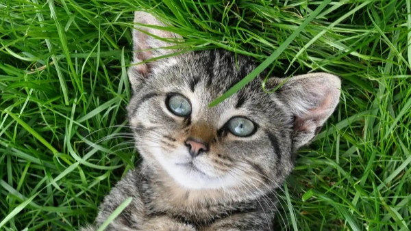 cat flea tick control