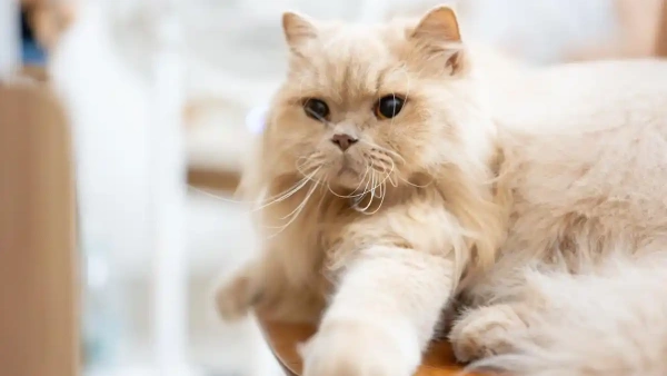 cat fleas symptoms