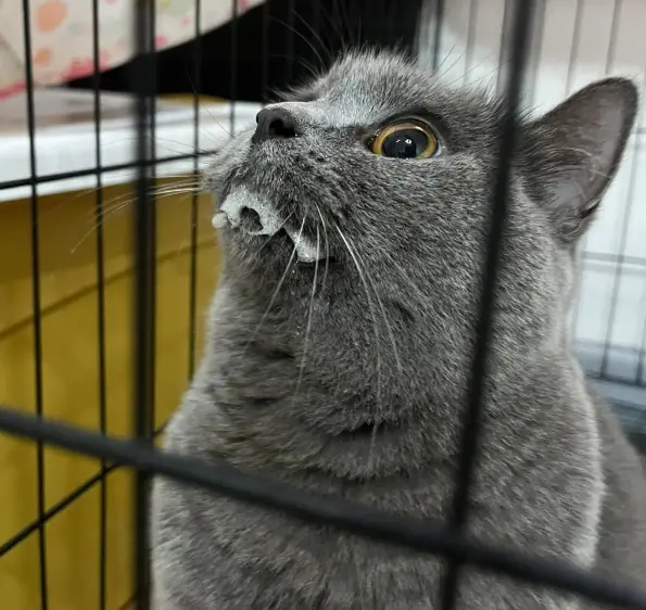 cat foaming at the mouth