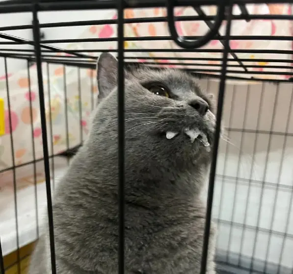 What To Do If Your Cat Foams At The Mouth? First Aid Manual