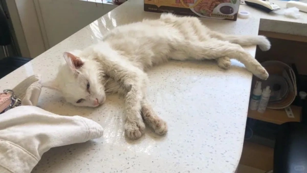 cat liver disease