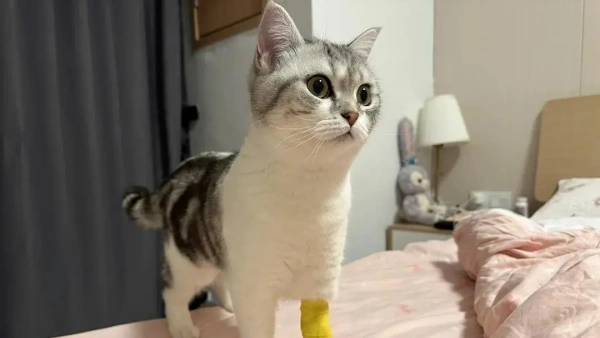 cat liver failure