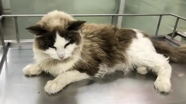 cat probiotics for diarrhea