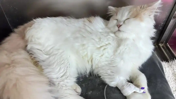 cat probiotics for vomiting