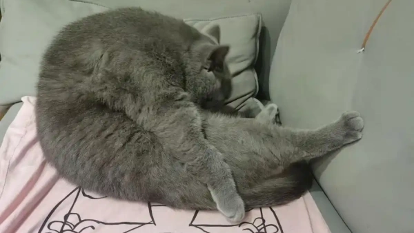 cat puking diarrhea