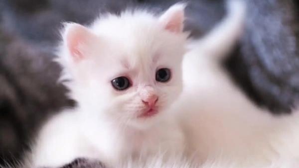 cat specific shampoo