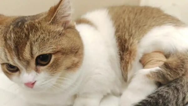 cat upper respiratory infection treatment