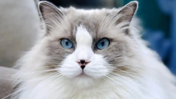 cat urinary blockage