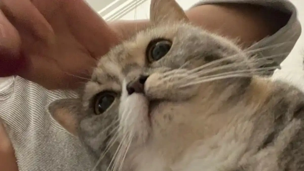 cat vomiting diarrhea