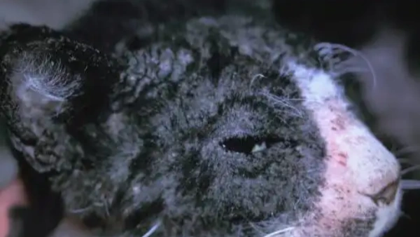 cats and skin problems