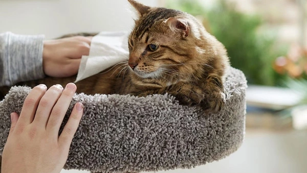 cats shampoo
