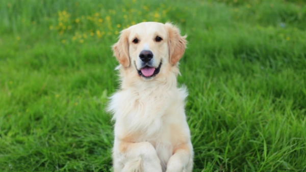 chewy dog probiotics