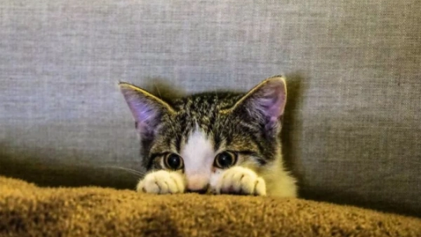Flea Comb for Cats: How to Effectively Remove Fleas at Home