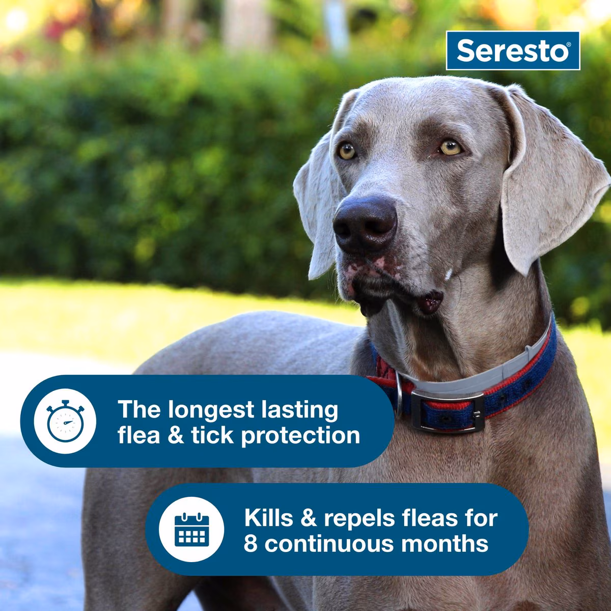 flea tick collar for dogs