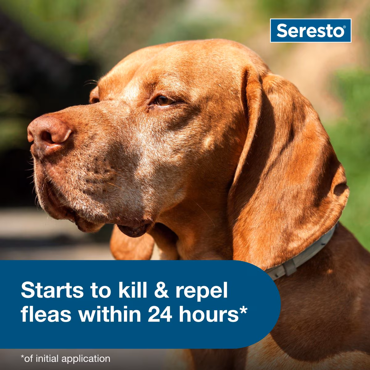 flea tick collar for dogs