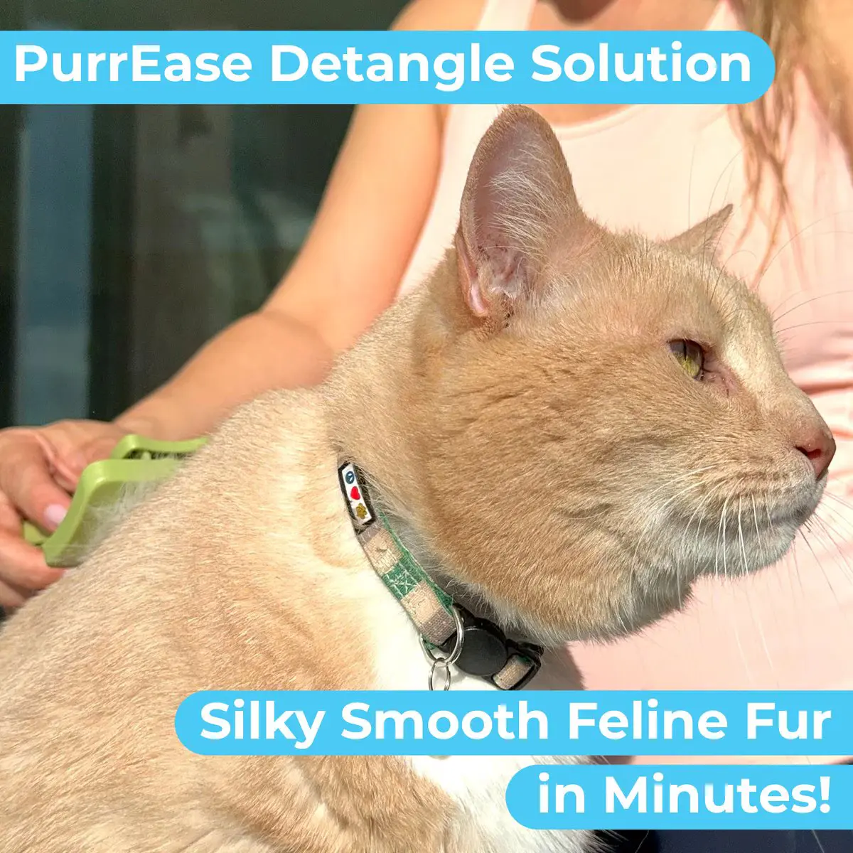 oatmeal cat shampoo