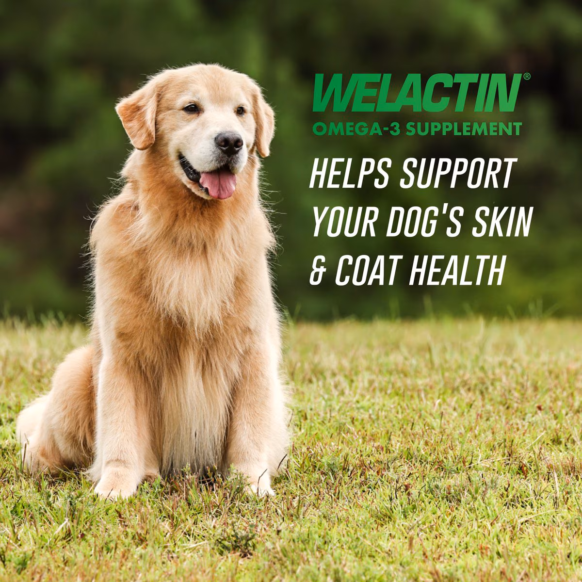 skin coat supplements dogs