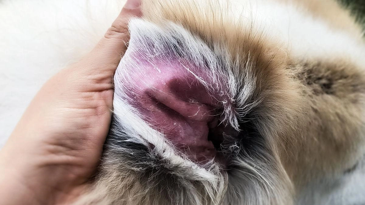 Cure for Dog Skin Allergies Owners Often Miss