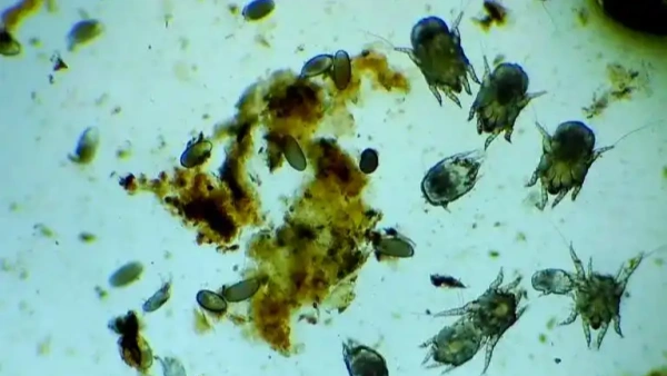 Dust Mite Treatment for Dogs: What Vets Want You to Know