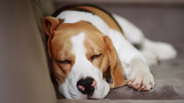 Do Dogs Have Heart Attacks