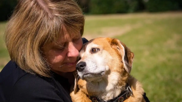 Do Dogs Shed in Certain Seasons? 2025 Latest Vet Insights
