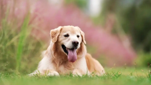 do dogs shed in the fall