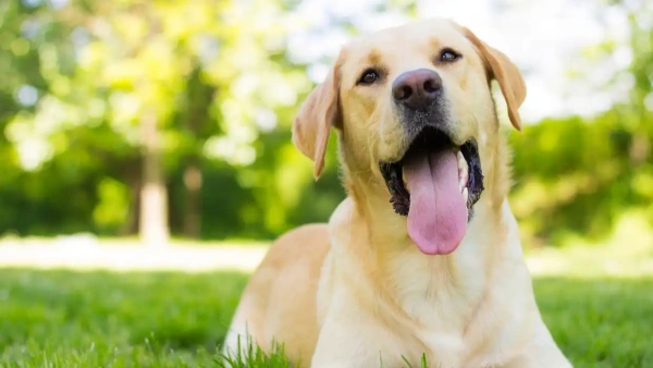 do dogs shed more in the summer
