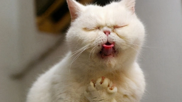 Do Probiotics Help Cats with Vomiting? 2025 Vet Insights