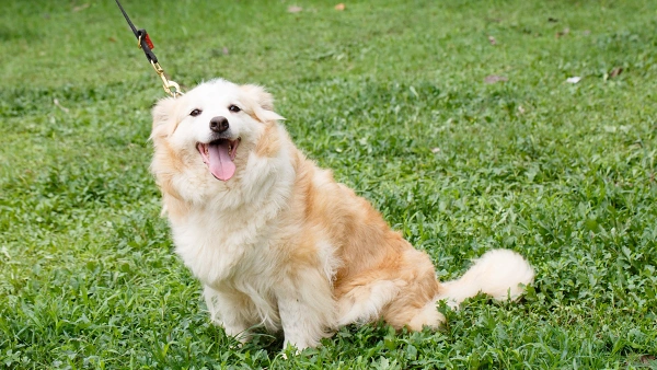 do probiotics help dogs with loose stools