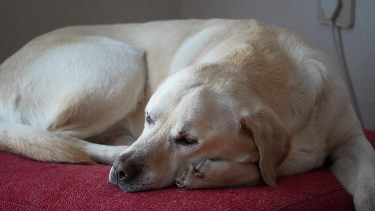 Dog Allergic Reaction Eye Swelling: Hidden Mistakes to Avoid