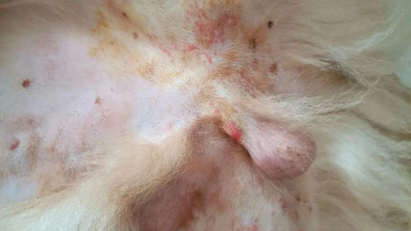 dog allergy injection