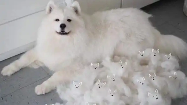 dog anti shedding treatment
