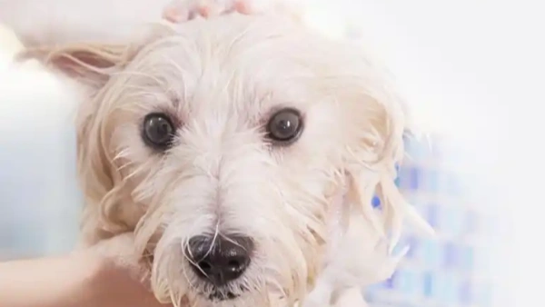 dog antifungal shampoo