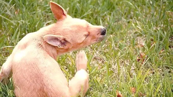 dog flea and tick prevention
