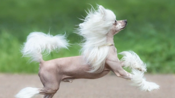 Dog Food and Shedding Mistakes Owners Make Every Day