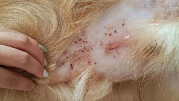 dog food for food allergies