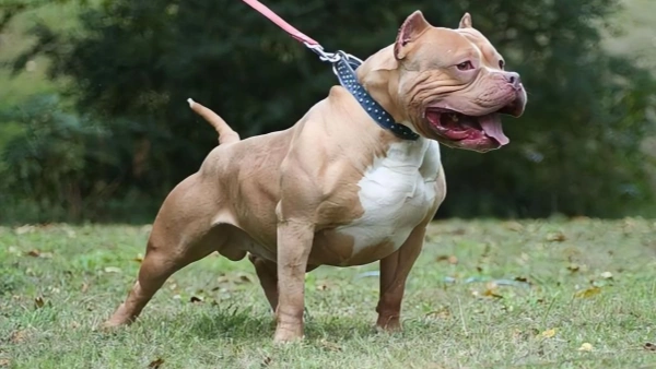 dog food for pitbulls with allergies