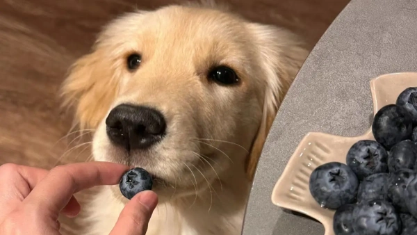 dog food that helps itchy skin