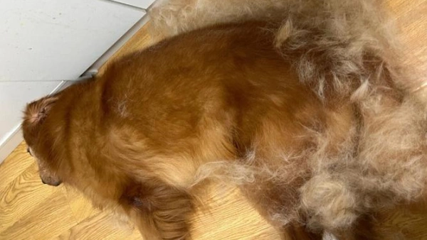 dog food to prevent shedding