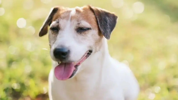 dog having diarrhea and vomiting