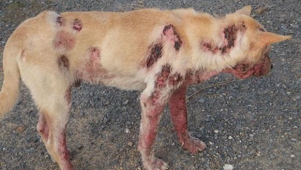 How to Treat Hot Spots on Dogs at Home: Safe and Effective Remedies That Work