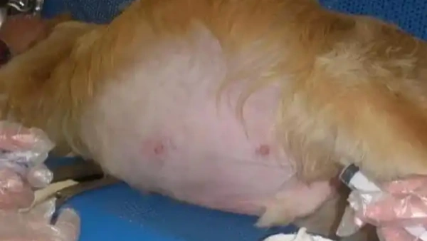dog liver disease symptoms