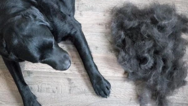 dog losing a lot of hair