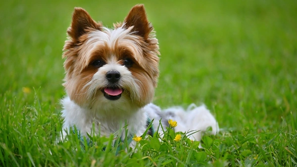 dog probiotic chews