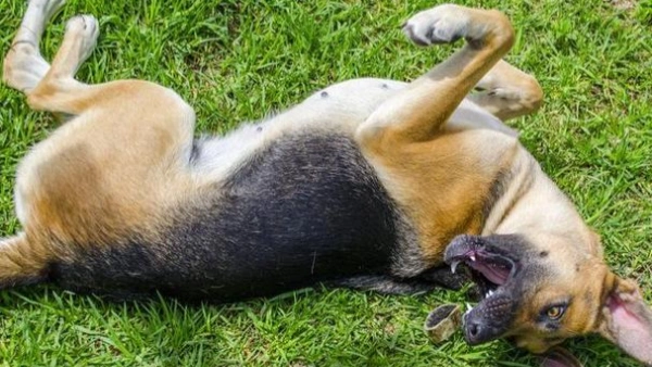 dog seizures what to do